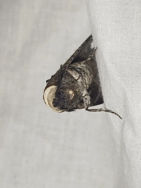 Cossus cossus - fűzfarontólepke