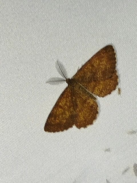 Ematurga atomaria - barna rétiaraszoló