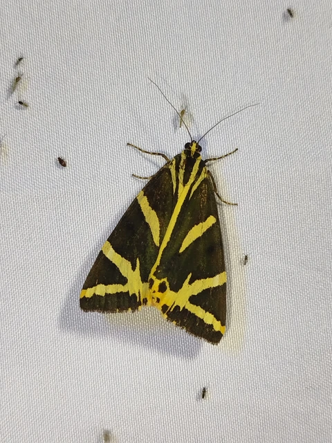 Euplagia quadripunctaria - csíkos medvelepke