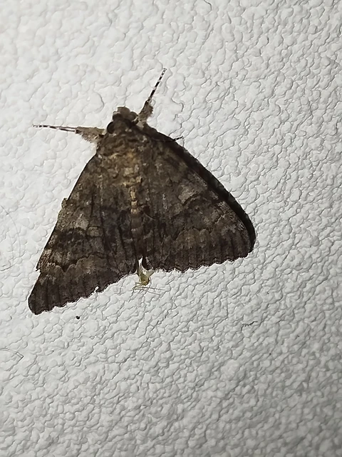 Catocala nupta - piros övesbagoly Catocala nupta - piros övesbagoly