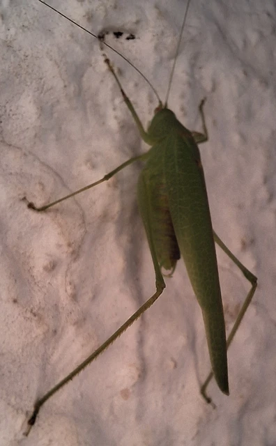 Phaneroptera nana - pontozott repülőszöcske