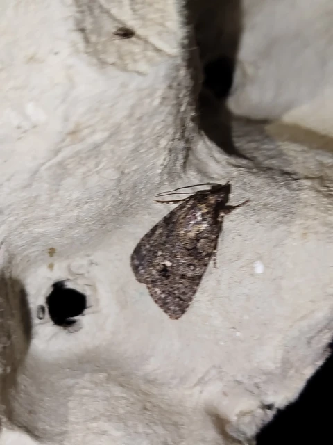 Acronicta rumicis - sóska-szigonyosbagoly