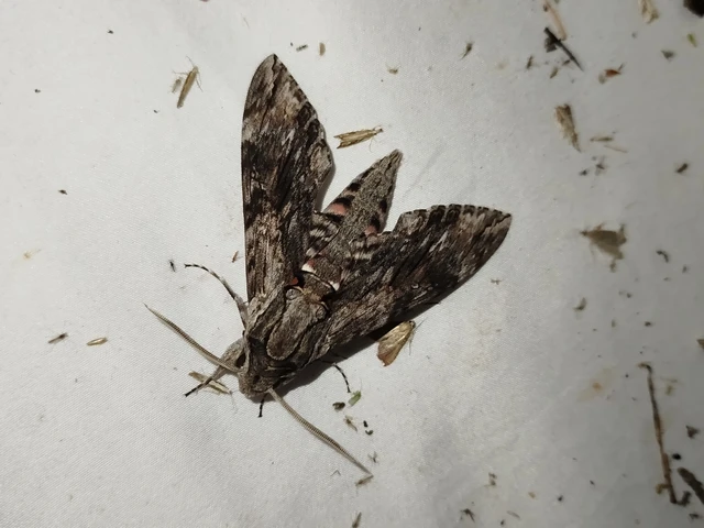 Agrius convolvuli - szulákszender