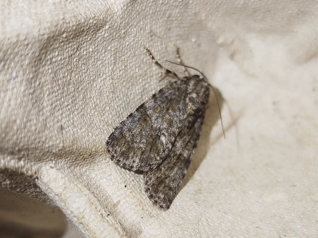 Acronicta rumicis - sóska-szigonyosbagoly