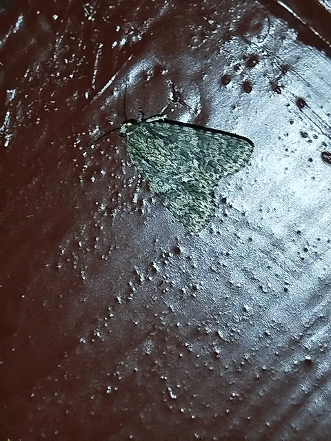Acronicta rumicis - sóska-szigonyosbagoly