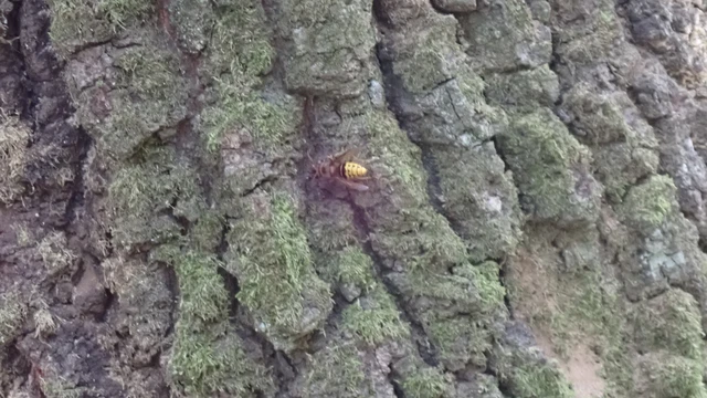 Vespa crabro - lódarázs Vespa crabro - lódarázs