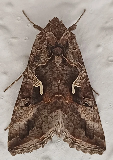 Autographa gamma - gammalepke