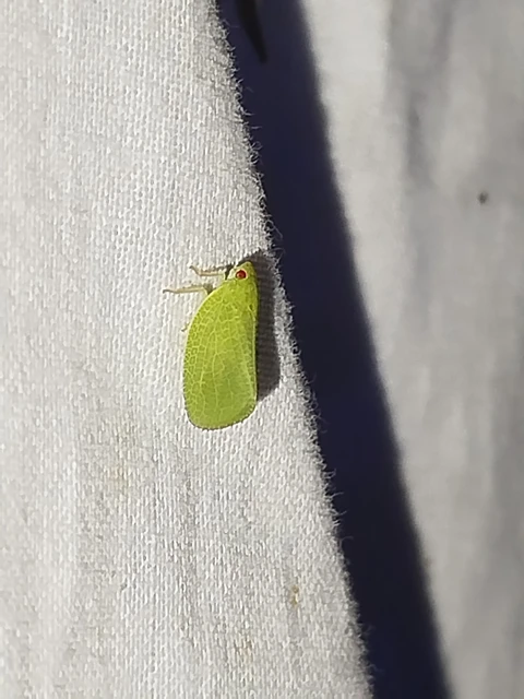 Acanalonia conica - élénkzöld lepkekabóca