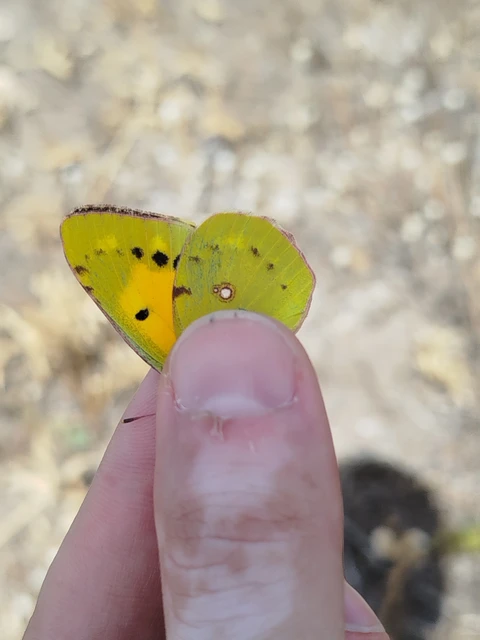 Colias croceus - sáfránylepke