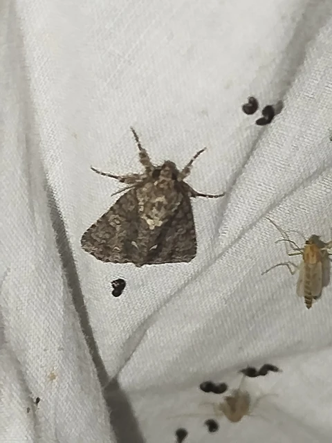 Acronicta rumicis - sóska-szigonyosbagoly