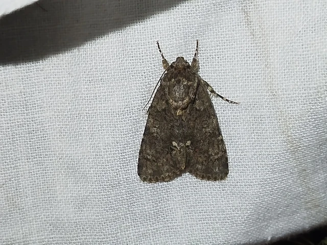 Acronicta rumicis - sóska-szigonyosbagoly