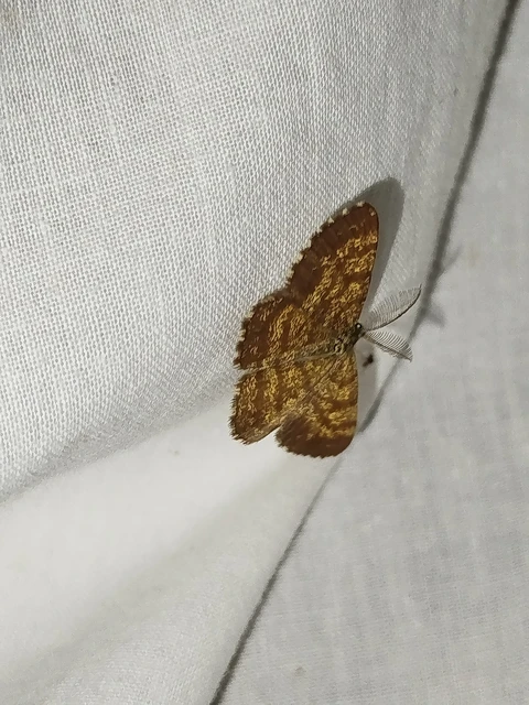 Ematurga atomaria - barna rétiaraszoló