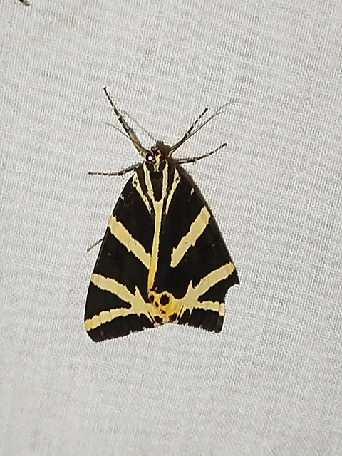 Euplagia quadripunctaria - csíkos medvelepke