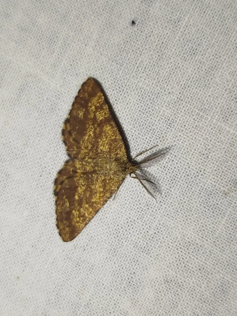 Ematurga atomaria - barna rétiaraszoló