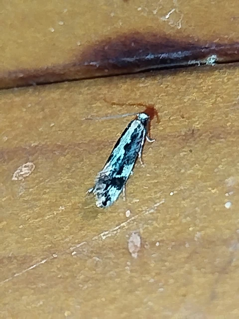 Agnathosia mendicella - taplómoly Agnathosia mendicella - taplómoly