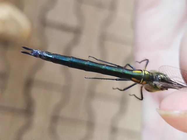 Somatochlora meridionalis - déli smaragdszitakötő Somatochlora meridionalis - déli smaragdszitakötő