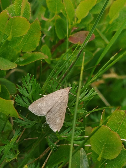 Udea uliginosalis Udea uliginosalis