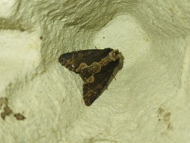 Dypterygia scabriuscula - szurokbarna nyáribagoly