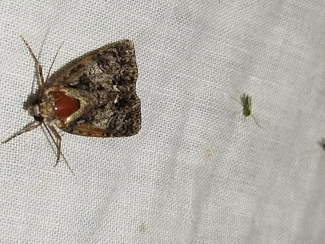 Acronicta rumicis - sóska-szigonyosbagoly