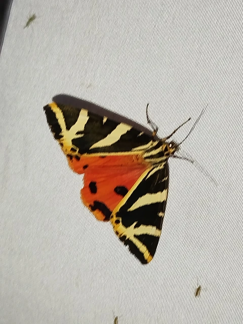 Euplagia quadripunctaria - csíkos medvelepke