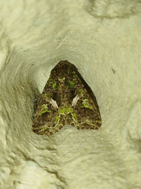 Trachea atriplicis - nyári zöldbagoly