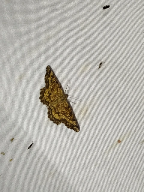 Ematurga atomaria - barna rétiaraszoló