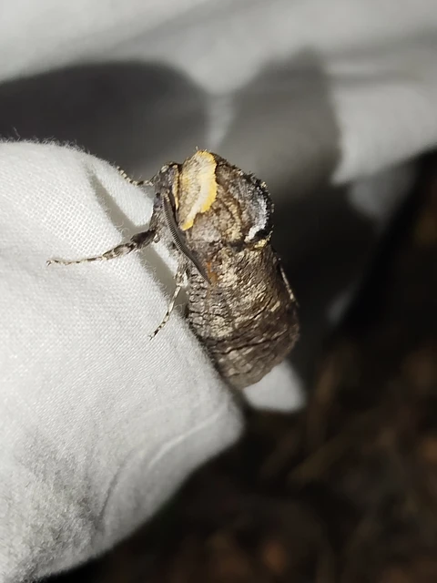 Cossus cossus - fűzfarontólepke