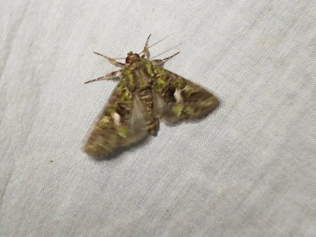 Trachea atriplicis - nyári zöldbagoly
