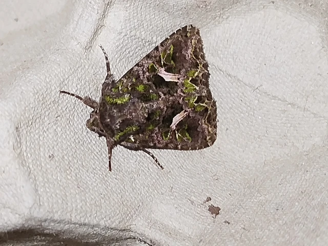 Trachea atriplicis - nyári zöldbagoly