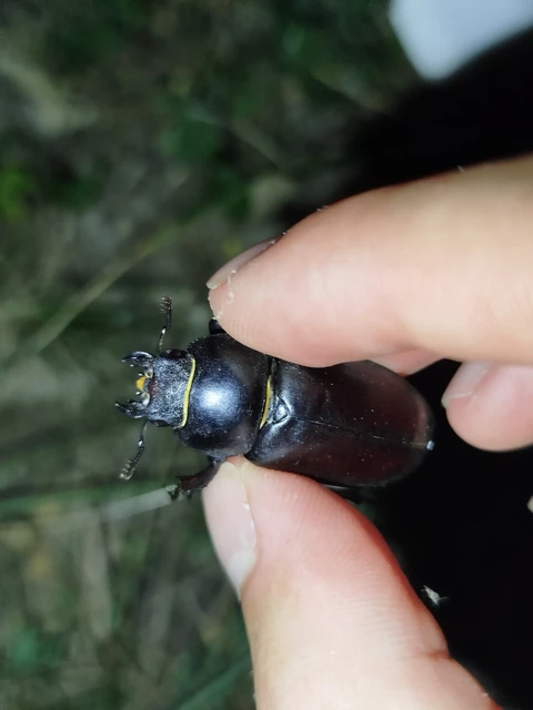Lucanus cervus - nagy szarvasbogár
