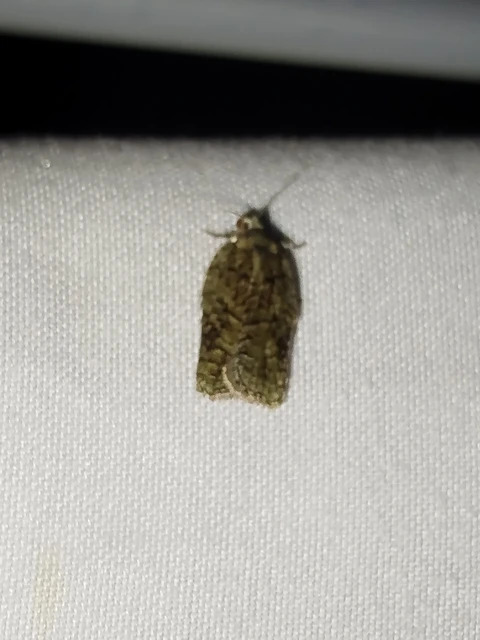 Acleris literana - zöldesfehér levélmoly