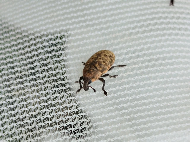 Larinus obtusus - imola-púderbarkó