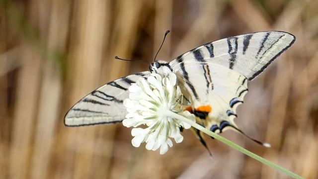 Iphiclides podalirius - kardoslepke