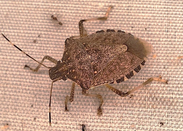 Halyomorpha halys - ázsiai márványospoloska