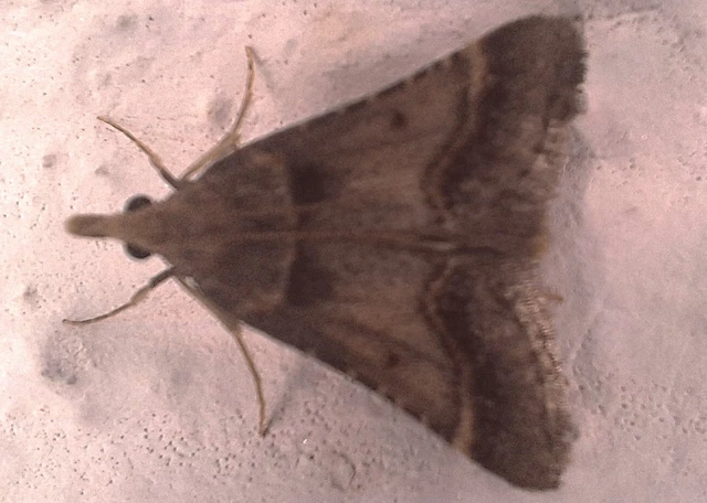 Microlepidoptera - Molylepkék Microlepidoptera - Molylepkék