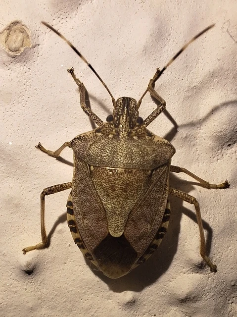 Halyomorpha halys - ázsiai márványospoloska