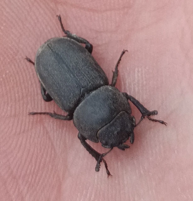 Dorcus parallelipipedus - kis szarvasbogár