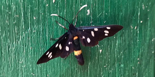 Amata phegea - fehérpettyes álcsüngőlepke