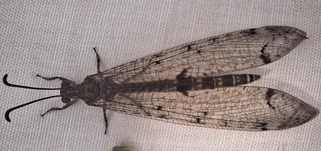 Distoleon tetragrammicus - négyfoltos hangyaleső Distoleon tetragrammicus - négyfoltos hangyaleső
