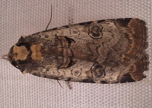 Epilecta linogrisea - karcsú sárgafűbagoly Epilecta linogrisea - karcsú sárgafűbagoly