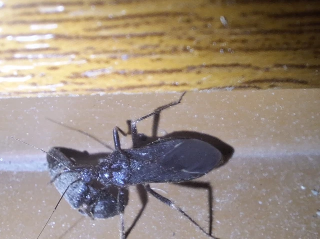 Reduvius personatus - szemetes zugpoloska Reduvius personatus - szemetes zugpoloska