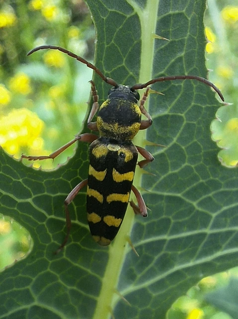 Echinocerus floralis - lucerna-darázscincér