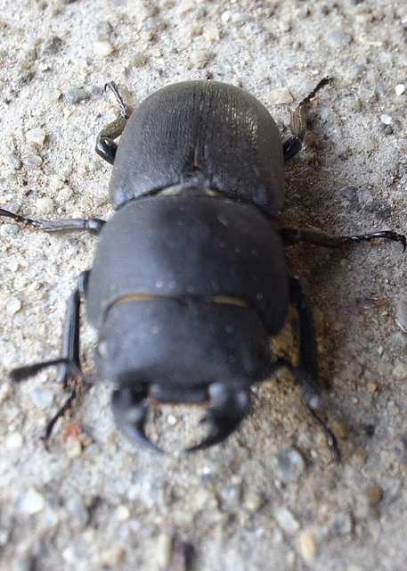 Dorcus parallelipipedus - kis szarvasbogár