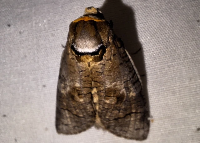 Cossus cossus - fűzfarontólepke