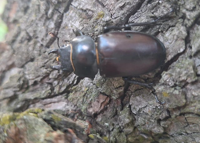 Lucanus cervus - nagy szarvasbogár