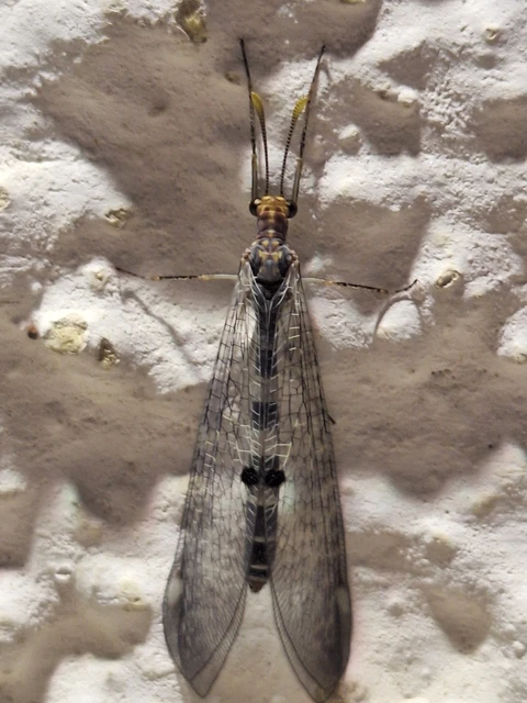 Megistopus flavicornis - kétfoltos hangyaleső Megistopus flavicornis - kétfoltos hangyaleső