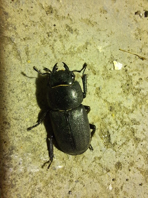 Dorcus parallelipipedus - kis szarvasbogár