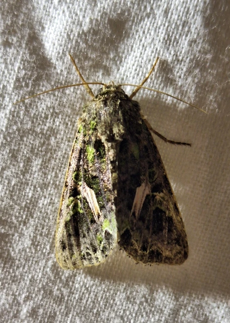 Trachea atriplicis - nyári zöldbagoly