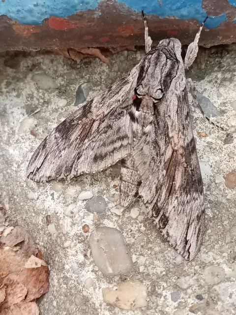 Agrius convolvuli - szulákszender