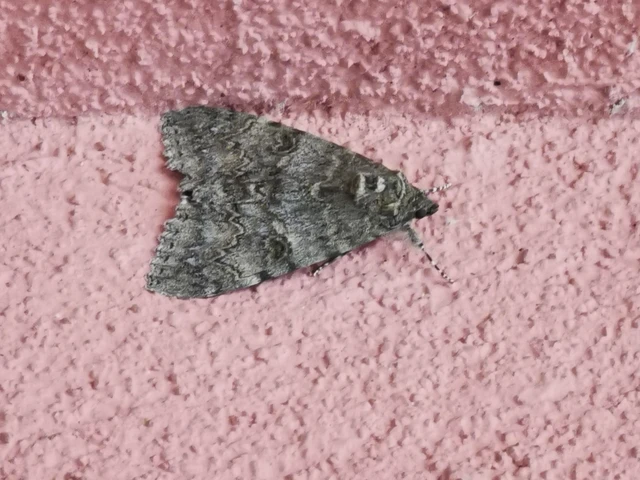 Catocala nupta - piros övesbagoly Catocala nupta - piros övesbagoly